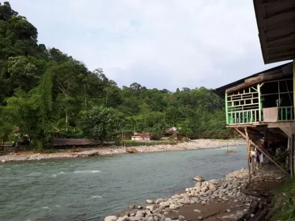 Bukit Lawang, Destinasi Wisata yang Menjadi Rumah Spesies Orangutan Liar di Langkat